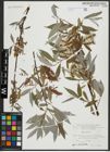 Foto von Salix alba L.